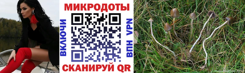 где продают   Серафимович  Галлюциногенные грибы Cubensis 